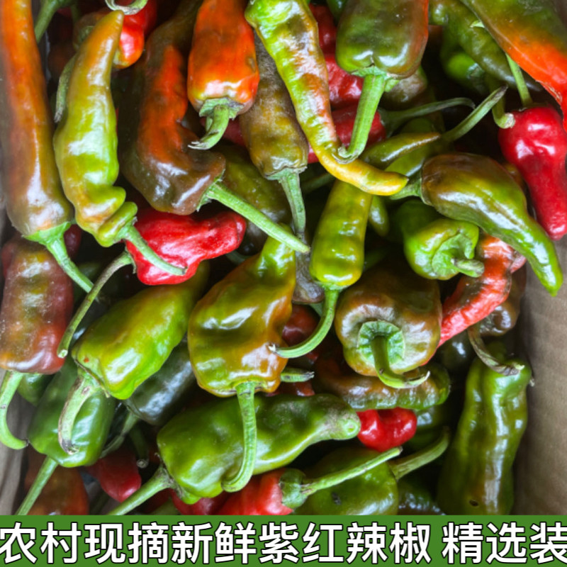 湖北农家自种露天土辣椒紫红辣椒鲜红辣椒乌红土辣椒做酱剁椒包邮