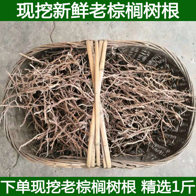 新鲜棕树根 棕榈树根 现挖棕榈根现挖棕榈根须新鲜棕根包邮
