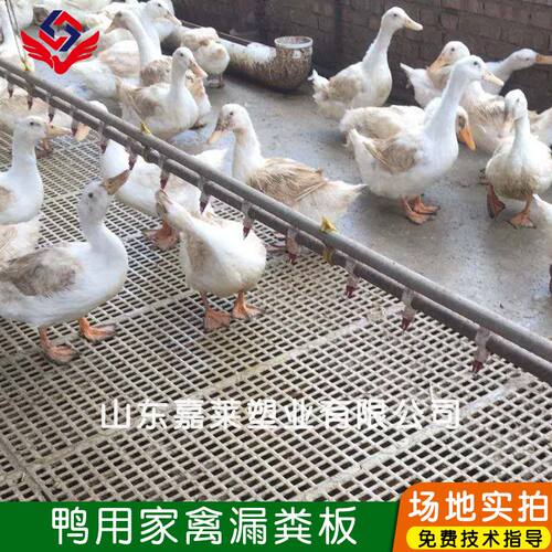 鸡用塑料漏粪板 鸽舍漏粪地板 育雏鸡鸭兔子专用小眼漏粪板网