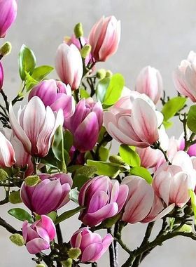 高手感仿真玉兰花含苞玉兰仿真花中式客厅装饰花摆件高档餐桌假花