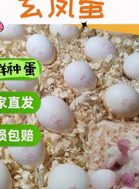 玄凤鹦鹉受精蛋种蛋牡丹虎皮鹦鹉可人工孵化当天新鲜鸟蛋受精率高
