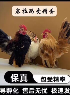 塞拉玛种蛋受精蛋可孵化观赏鸡鸡马来西亚玲珑鸡矮脚鸡破损包赔