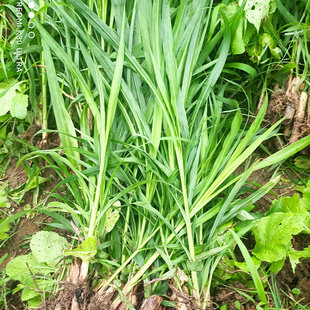 高产无毛甜象草3号苗四季多年生牧草种苗新型皇竹草苗巨菌草种苗