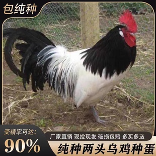 巨型两头乌纯种受精蛋可孵化小鸡人工自然受精种蛋观赏鸡纯种发货