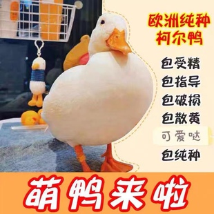 柯尔鸭蛋受精蛋可孵化可达鸭柯尔鸭仔宠物鸭幼崽纯种科尔鸭活体苗