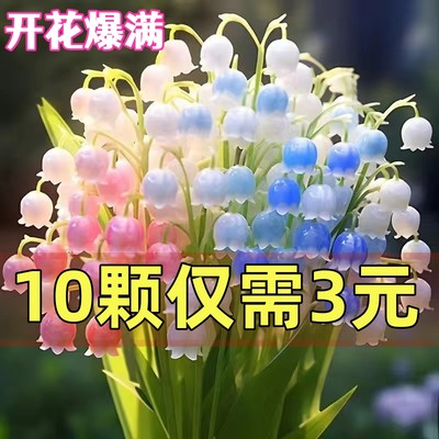 【拍1发10颗】耐寒铃兰花苗四季开花阳台花卉盆栽绿植物好养盆景