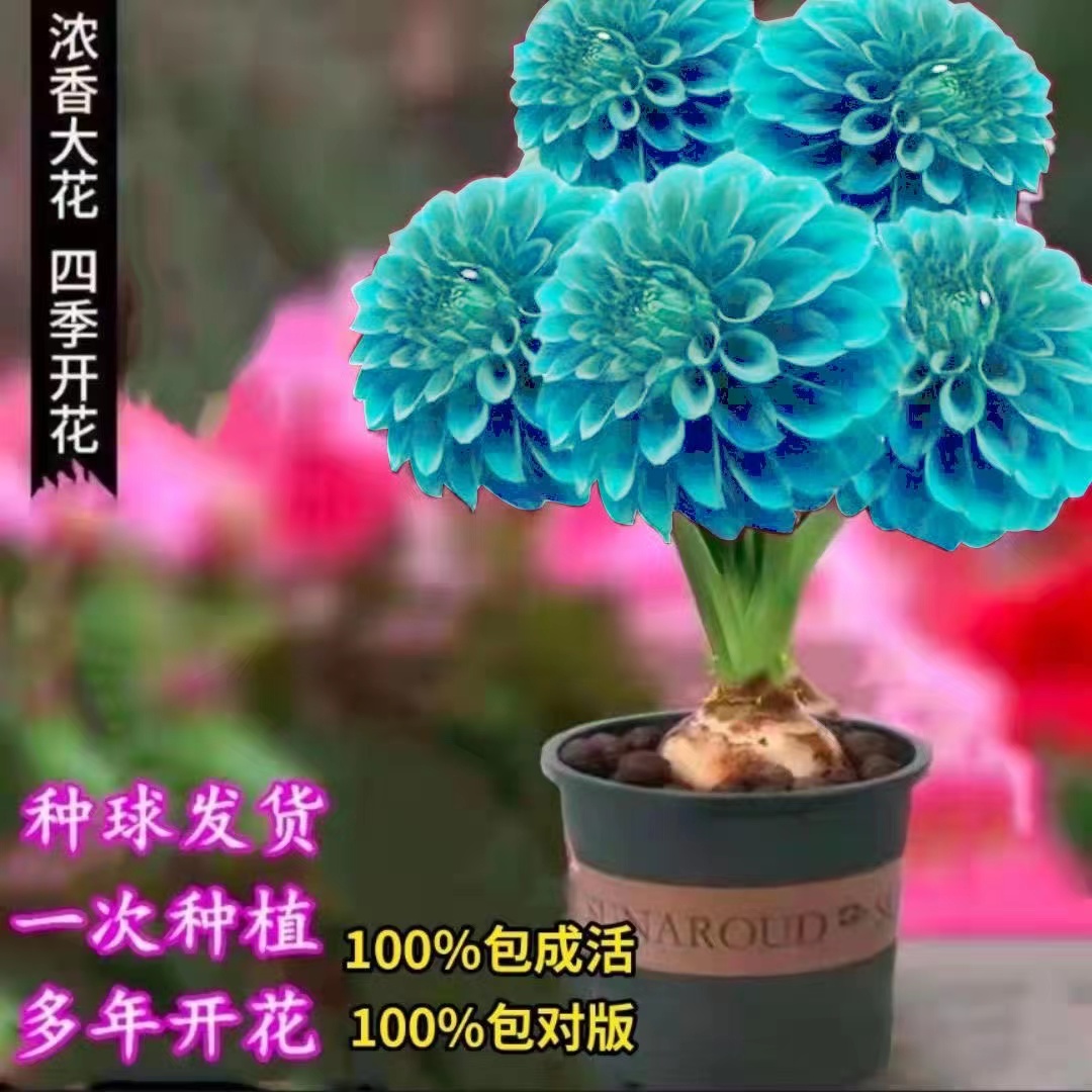 香薰对对红浓香型重瓣花卉室内外庭院阳台绿植南北方种植四季开花