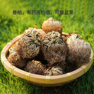 九死还魂草还阳草盆栽新奇水培植物卷柏中药假山水雨林缸造景植物
