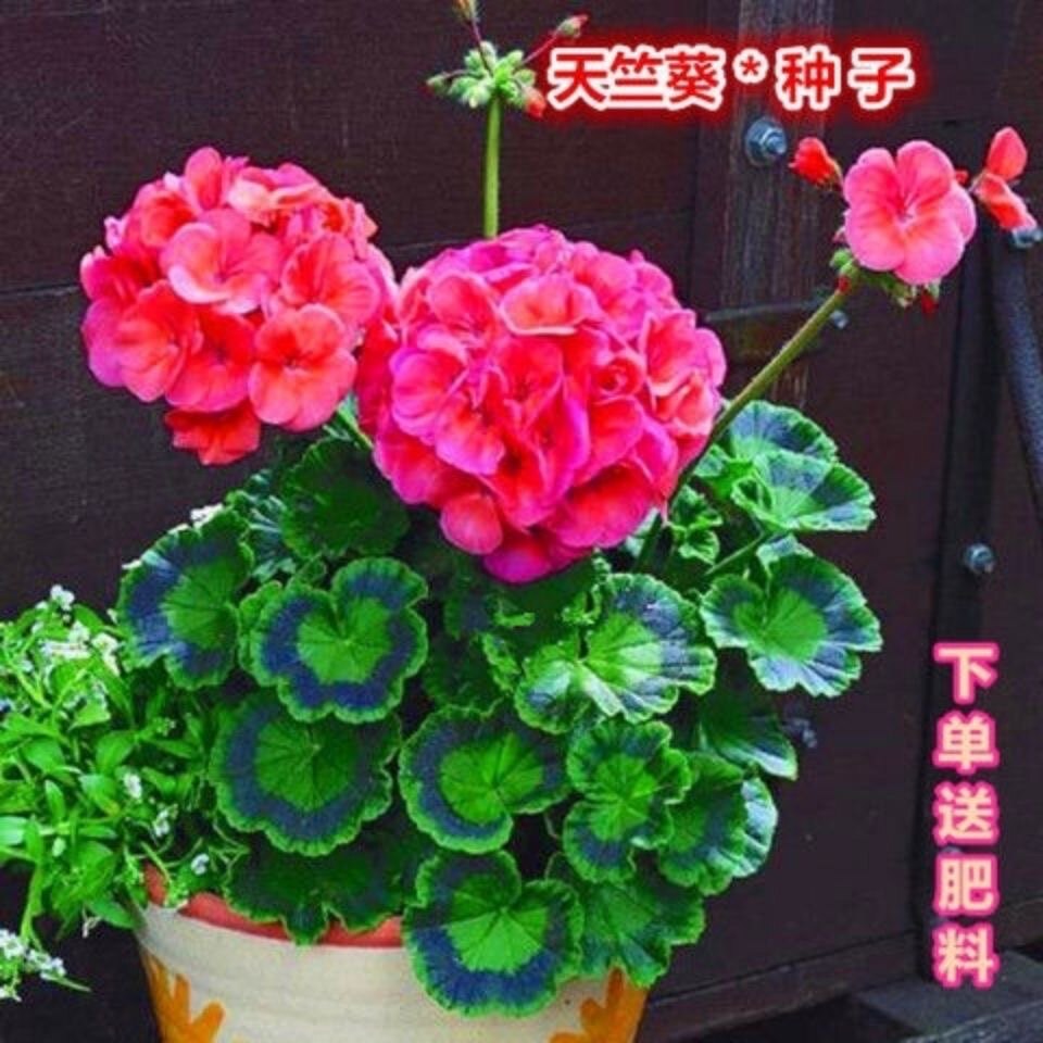 天竺葵种子洋绣球室内庭院阳台盆栽葵花天竺葵四季种耐热洋绣球种