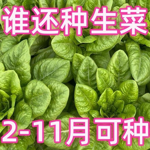沙拉菜种子汉斯沙拉菜耐高温夏季秋播阳台速生易管理种植高产种籽