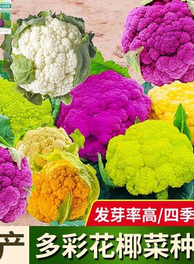 彩色椰菜种子紫色花椰菜种西蓝花营养高产农家田园四季蔬菜种籽