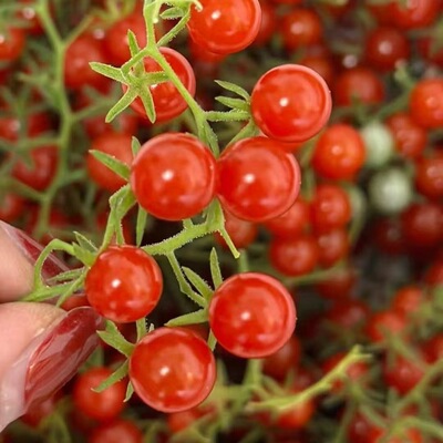 Gurraen Rush甜豌豆迷你小红巴里醋栗番茄种子嘎嘎好吃的番茄种子
