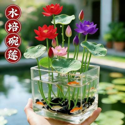 碗莲种七彩五颜六色水培花卉水养四季莲花荷花种莲藕绿植花卉大全