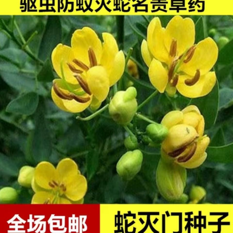蛇灭门种子驱蛇植物防蛇望江南花草驱虫凤凰花农村庭院户外花卉籽