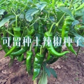 老品种土辣椒种子可留种春季 晚熟高产中辣薄皮香辣好吃种子大全