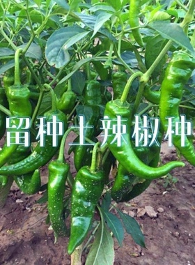 老品种土辣椒种子可留种春季晚熟高产中辣薄皮香辣好吃种子大全
