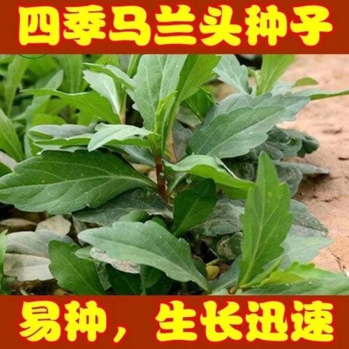 野生马兰头种子食用野菜四季播易种鸡毛菜菜园阳台盆栽马齿苋种子