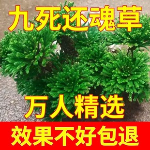 九死还魂草懒人野生盆栽绿萝盆景办公假山迷你绿植养不死卷柏球