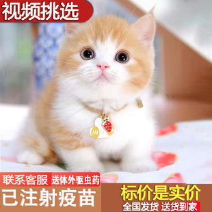 猫猫咪活物短毛田园猫幼崽橘白猫橘猫黑猫三花猫白猫狸花猫奶牛猫