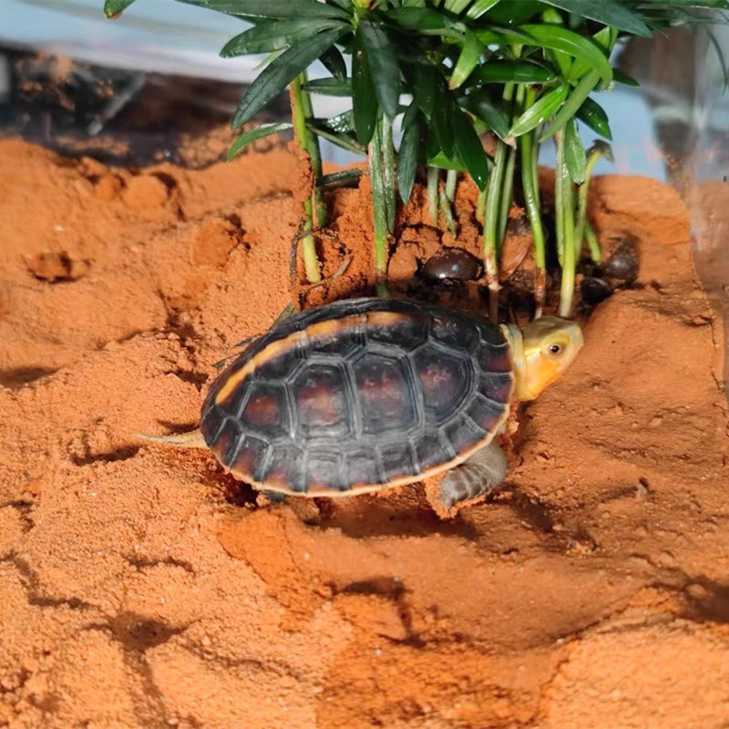 园艺红土 黄土 爬宠爬虫宠物垫材 土壤细腻乌龟 黄缘安缘龟专用
