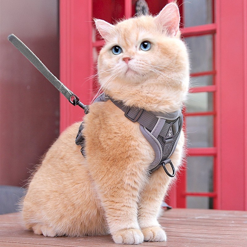 日本进口猫咪牵引绳防挣脱外出专用溜猫绳宠物背带链子可调节防脱,宠物/宠物食品及用品,猫牵引绳,淘宝优惠券,粉丝福利购,淘宝优惠卷
