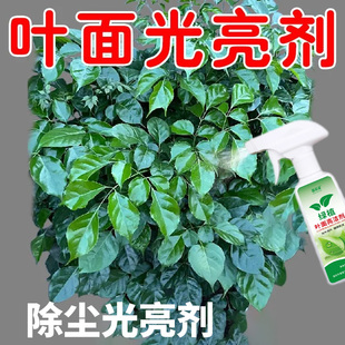 植物叶面亮光剂除尘剂办公家用花卉叶片洁净光亮增绿喷剂即拿即喷