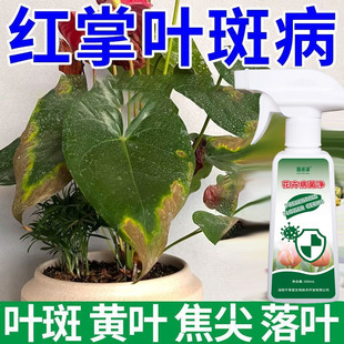 红掌白掌叶子发黄叶斑病枯萎病叶枯病黑斑病干枯不开花专用营养液