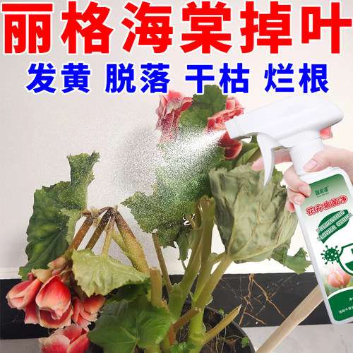 丽格海棠叶子掉叶焦边枯叶干叶黄叶卷边杆红急救专用清菌剂不伤花