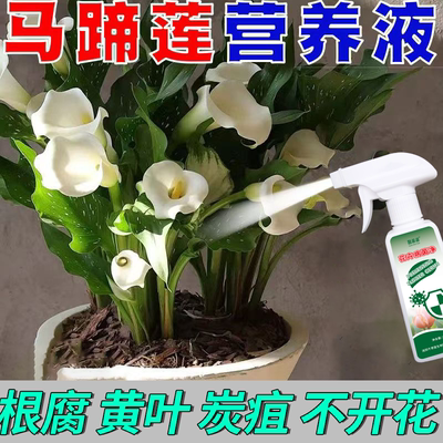 马蹄莲专用营养液肥料抗病抗害清菌广谱马蹄莲不开花黄叶炭疽专用