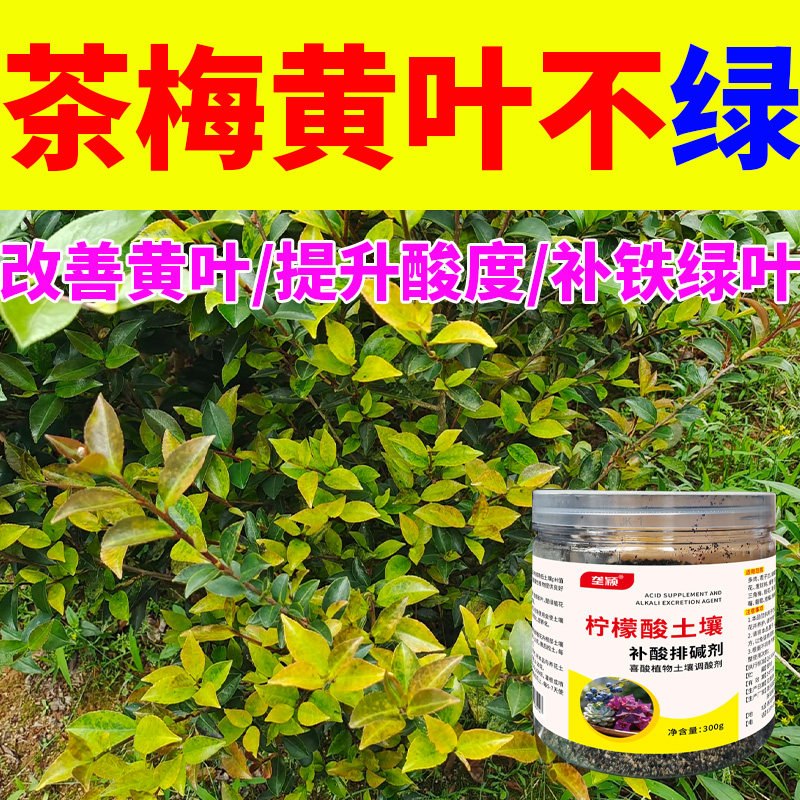 茶梅树专用营养肥料补铁补酸缺酸补救剂缺素柠檬酸硫酸亚铁防黄叶