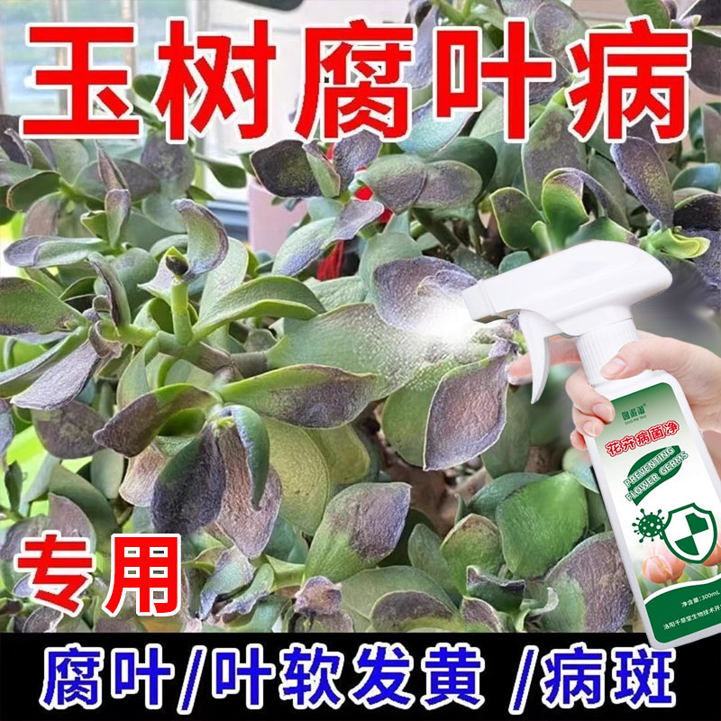 玉树叶片软腐病通用肥叶子枯黄掉叶黄斑白斑通用营养液免稀释抑菌