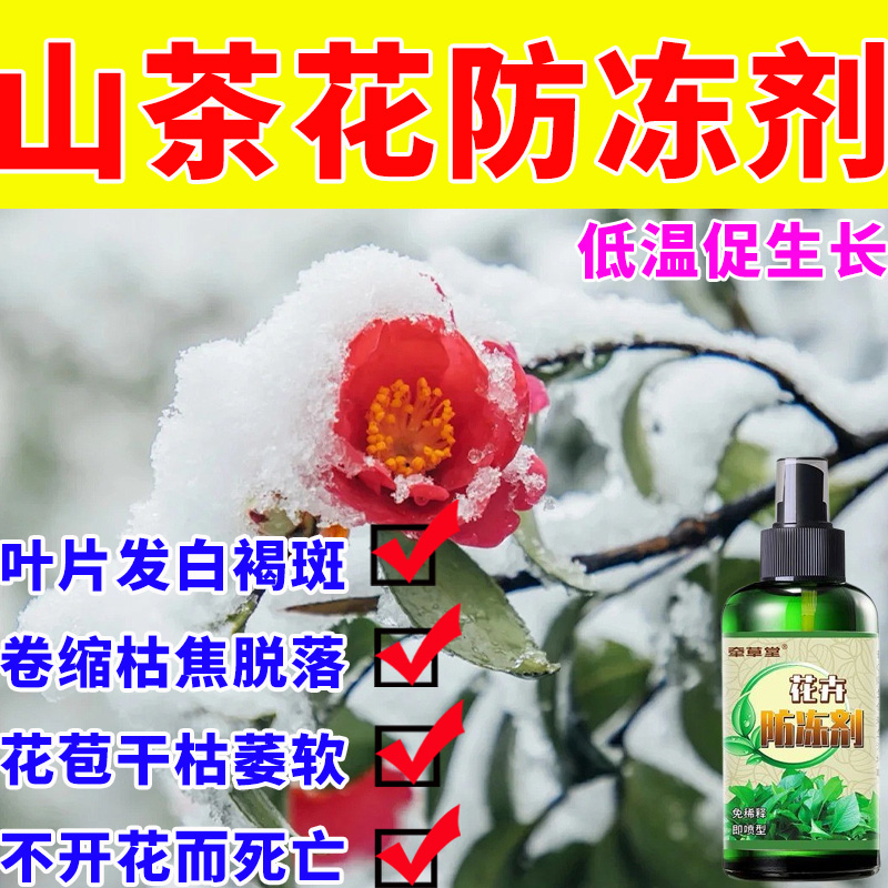 山茶花防冻液耐冻耐寒叶片发白褐斑卷缩枯焦脱落花苞干枯萎软不开