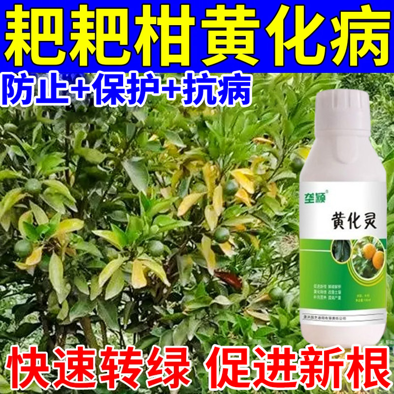 【耙耙柑黄化】专用肥裂果落果严重黄化黄叶黄斑黄龙快速转绿通用