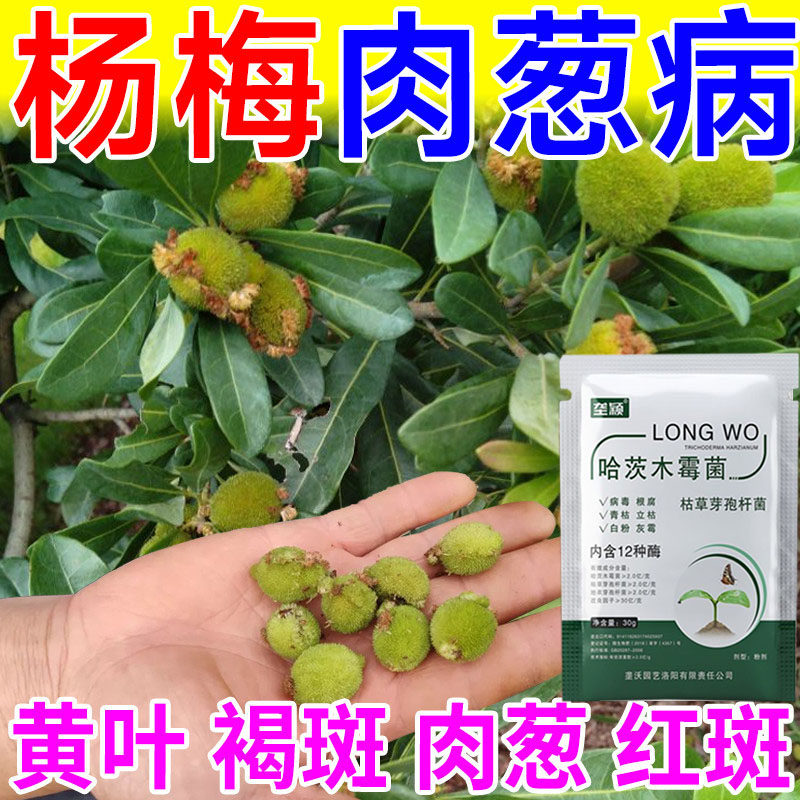 急用杨梅肉葱病防落素杨梅病专用肥凋萎病枯萎病害膨大催黑剂肥料