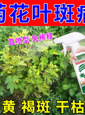 菊花叶斑病专用营养液叶黄叶斑褐斑白斑白色圆点干枯铁锈病叶面肥