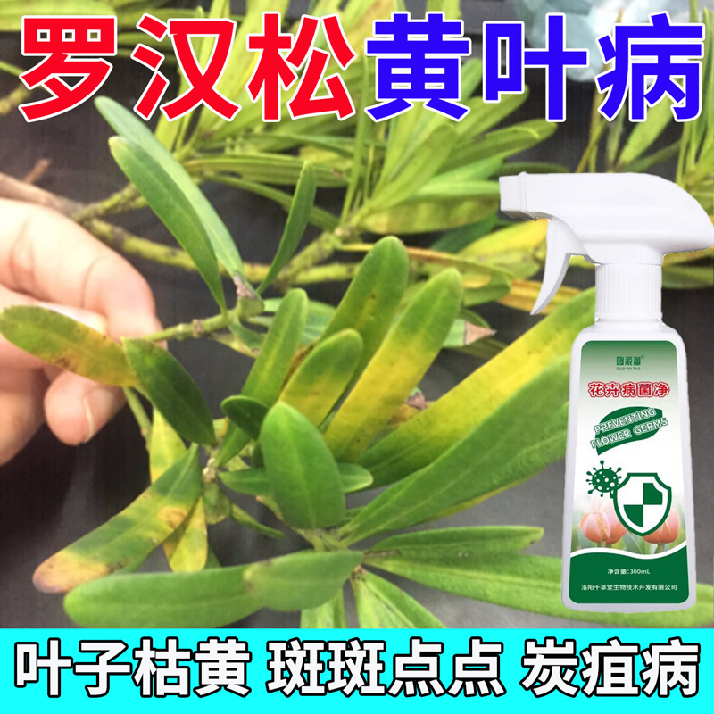 罗汉松黄叶营养液罗汉松黄化病叶子发黄干枯掉落枯萎烂根盆栽通用