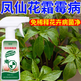 凤仙花霜霉病专用营养液肥料白绢病炭疽病叶斑病免稀释花卉病菌净