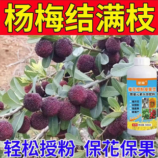 杨梅果树催花坐果剂保花保果授粉肥防病防落花落果叶子黄叶座果精