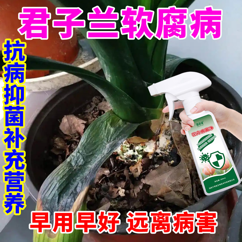 君子兰软腐病专用营养液补充营养急救软腐病叶斑病炭疽病抑菌喷剂