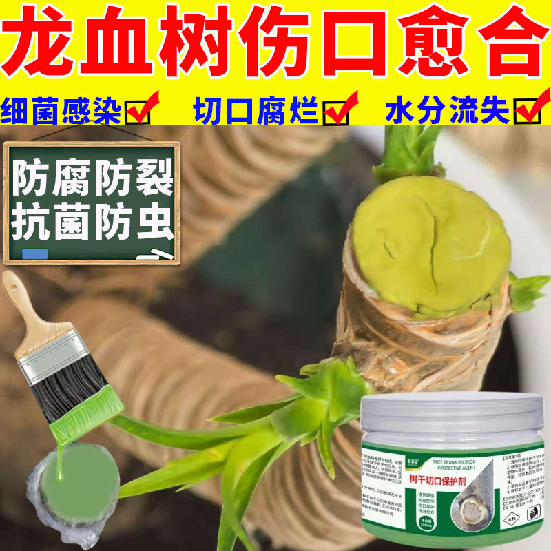 龙血树砍头伤口封口愈合剂树枝修剪切口树干开裂修根后涂抹防腐烂