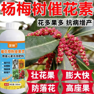 杨梅树坐果灵防落素授粉剂催花坐果剂早熟专用喷剂花芽分化剂清菌