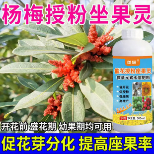 东魁杨梅树花芽分化专用营养液保花保果防落花落果南方种植坐果剂