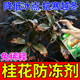 桂花防冻营养液冬季 保温防冻剂不伤花树室外抗寒降低冰点免稀释肥