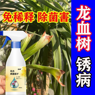 龙血树锈斑改善】龙血树老叶片铁锈色斑点白粉病炭疽黑斑病营养液