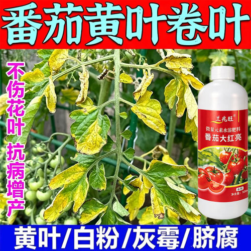 番茄黄叶卷叶专用肥料西红柿枯萎灰霉皱缩卷曲通用补充微量元素肥