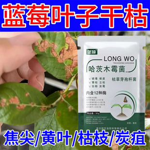 蓝莓枯枝病专用叶子发黄龙头顶端焦尖落叶枯萎发红变黄干叶叶面肥
