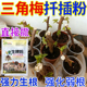 三角梅扦插移栽生根快速生根粉移栽防烂根扦插弱苗专用肥料生根粉