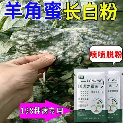 羊角蜜甜瓜白粉病专用肥叶片表面白色粉末白斑发黄干枯清菌修复剂