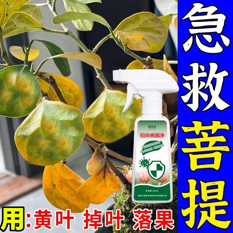 小盼菩提严重黄叶落叶不结果专用绿叶生根营养液防枯萎叶斑炭疽病