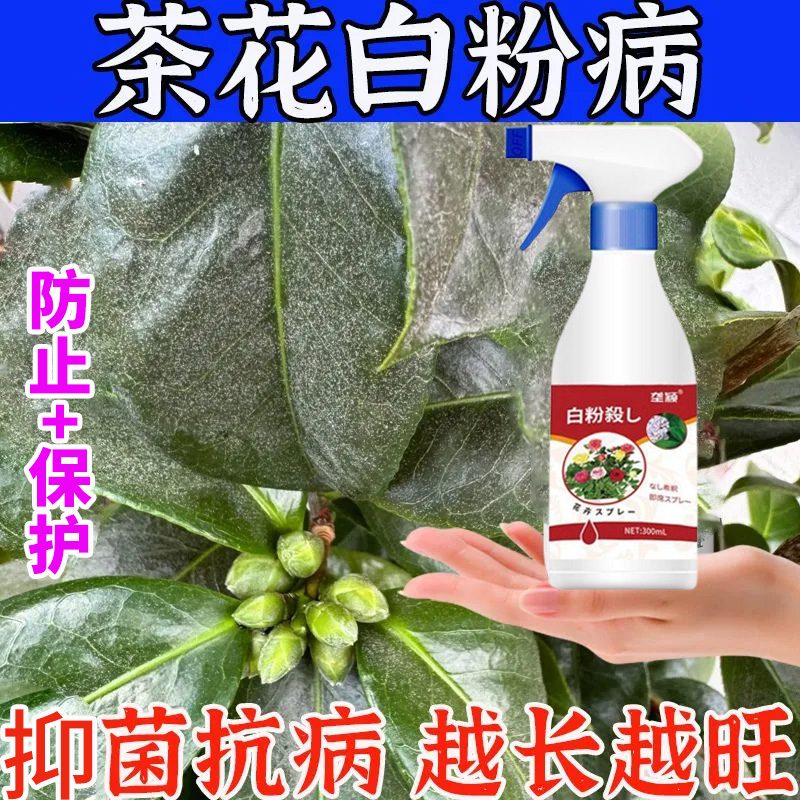 茶花白粉病专用营养液肥料叶子上有白斑白粉补营养促生长绿叶花肥
